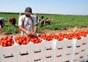 الزراعة في قطاع غزة 